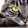 А Вам известно, что кошка является показателем благополучия?